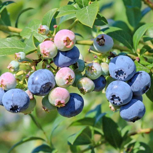 Borówka amerykańska Nelson interface.image 1 interface.art 9295