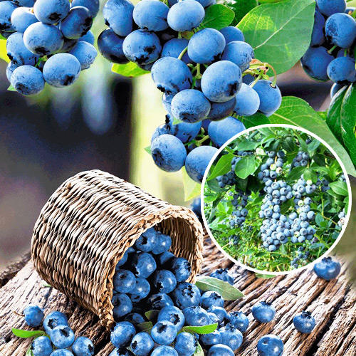 Borówka amerykańska North Blue interface.image 1 interface.art 9215