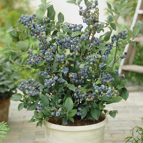 Borówka amerykańska Northland, С7 interface.art zdjęcie 1 Borówka amerykańska Northland, С7 interface.image 1 interface.art 7716