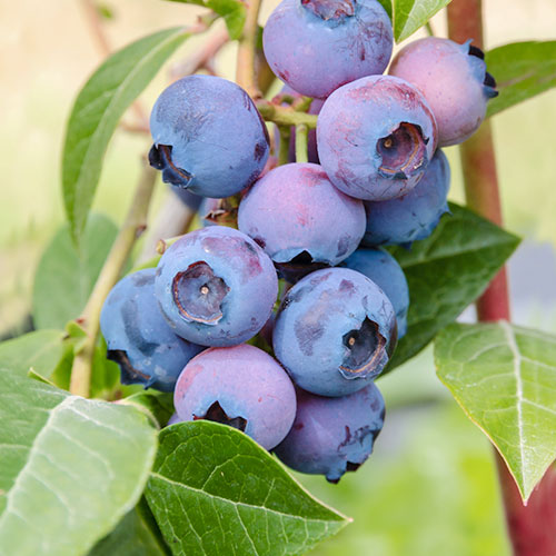 Borówka amerykańska Patriot interface.image 1 interface.art 9296