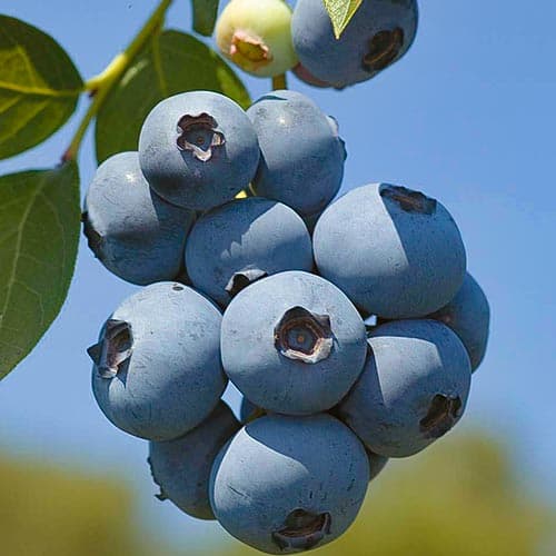 Borówka amerykańska Polaris interface.image 1 interface.art 4692