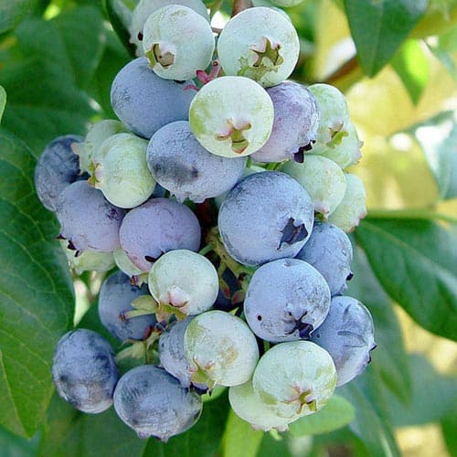 Borówka amerykańska Rubel interface.art zdjęcie 1 Borówka amerykańska Rubel interface.image 1 interface.art 4693