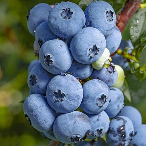 Borówka amerykańska Sierra interface.art zdjęcie 1 Borówka amerykańska Sierra interface.image 1 interface.art 4694