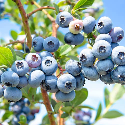 Borówka amerykańska Sweetheart, P9 interface.image 1 interface.art 1581