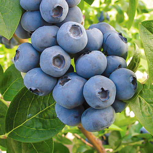 Borówka amerykańska Toro interface.image 1 interface.art 9298