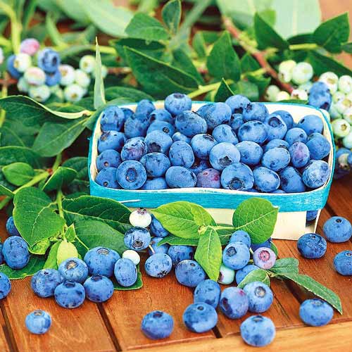 Borówka amerykańska Blue Star interface.art zdjęcie 1 Borówka amerykańska Blue Star interface.image 1 interface.art 9269