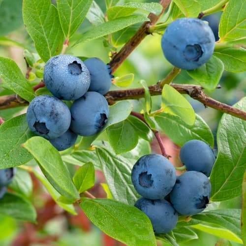 Borówka amerykańska Bluecrop, P9 interface.image 1 interface.art 9270