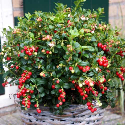 Borówka brusznica Miss Cherry interface.image 1 interface.art 9268