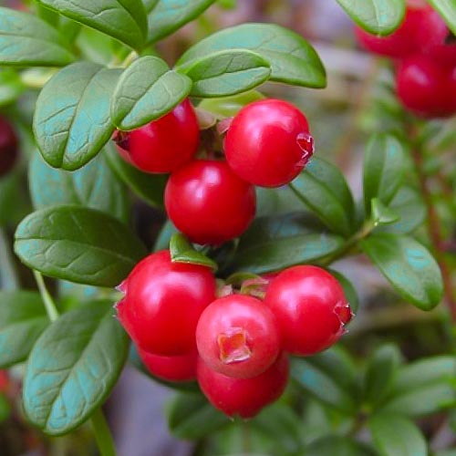 Borówka brusznica Runo Bielawskie interface.art zdjęcie 1 Borówka brusznica Runo Bielawskie interface.image 1 interface.art 4688