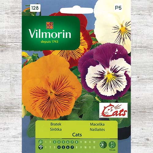 Bratek Cats, mieszanka interface.image 1 interface.art 86628