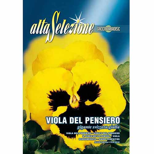 Bratek szwajcarski wielkokwiatowy żółty Morami interface.art zdjęcie 1 Bratek szwajcarski wielkokwiatowy żółty Morami interface.image 1 interface.art 96362