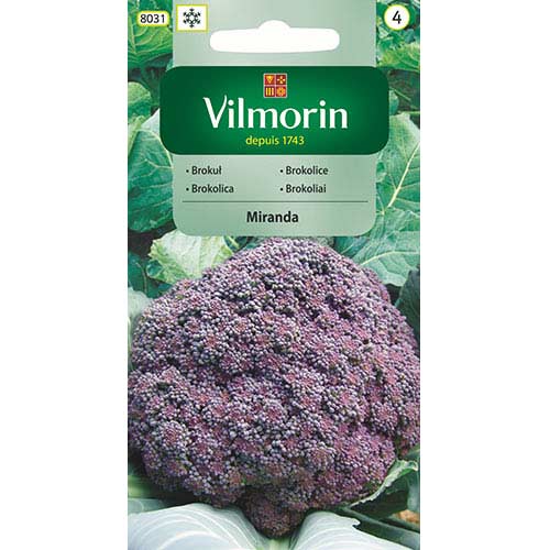 Brokuł Miranda fioletowy Vilmorin interface.image 1 interface.art 77701