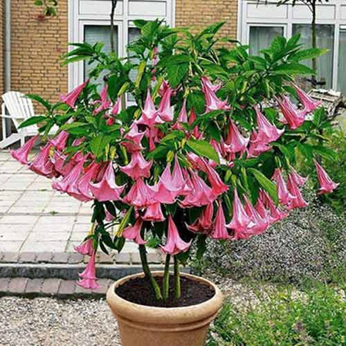 Brugmansia Angel's Pink interface.image 1 interface.art 76638