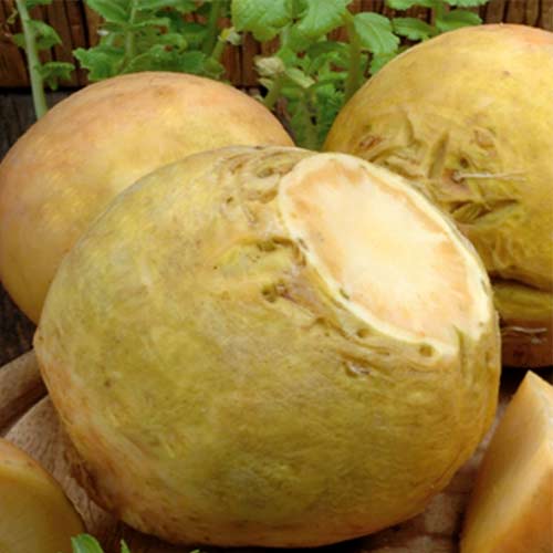 Brukiew Nadmorska interface.image 1 interface.art 86926