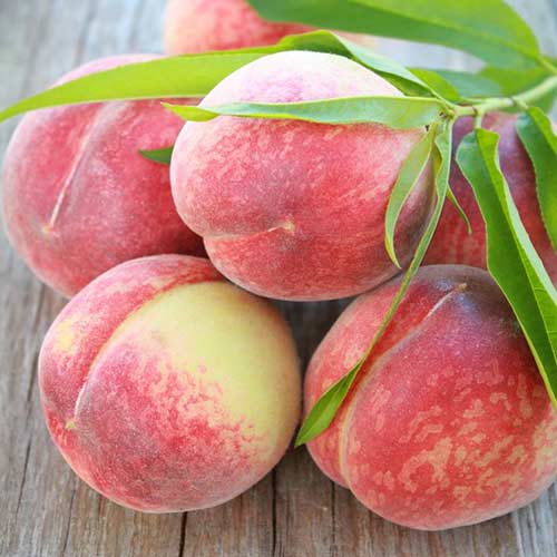 Brzoskwinia Contessa interface.image 1 interface.art 4291