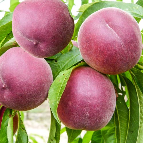 Brzoskwinia Druppi Qol interface.image 1 interface.art 7990