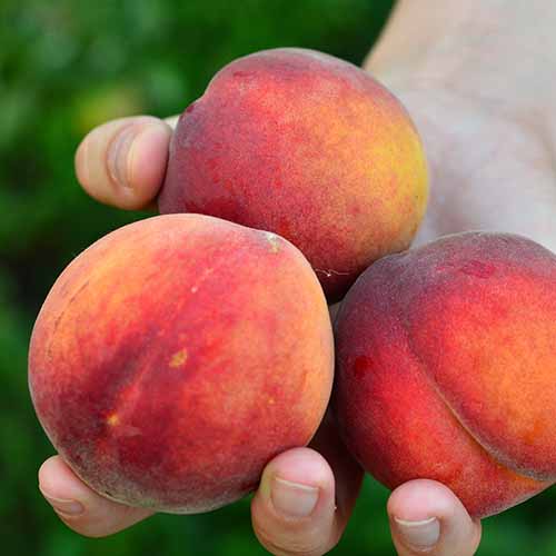 Brzoskwinia Fair Time interface.image 1 interface.art 4867