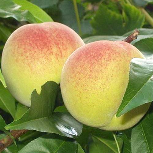 Brzoskwinia Green Khaterina interface.image 1 interface.art 4294