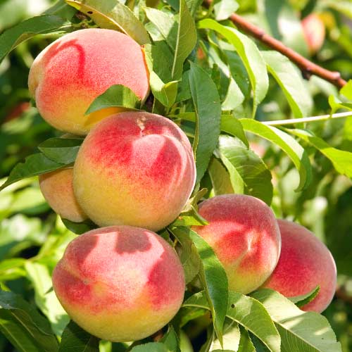 Brzoskwinia Harnaś interface.image 1 interface.art 8693