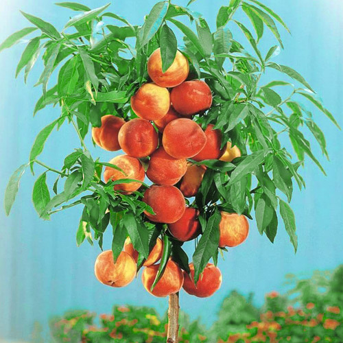 Brzoskwinia kolumnowa Aida, С2 interface.image 1 interface.art 1944