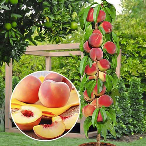 Brzoskwinia kolumnowa Honey, С2 interface.image 1 interface.art 1913