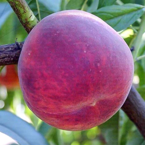 Brzoskwinia Luparri interface.image 1 interface.art 7989