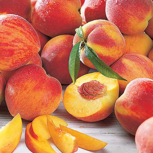 Brzoskwinia Maria Bianca interface.image 1 interface.art 4297