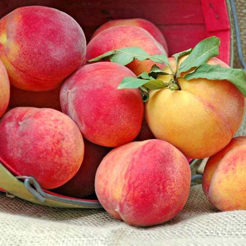 Brzoskwinia New Sun interface.art zdjęcie 1 Brzoskwinia New Sun interface.image 1 interface.art 4298