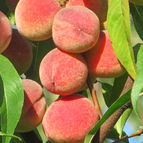 Brzoskwinia Peace interface.image 1 interface.art 6941