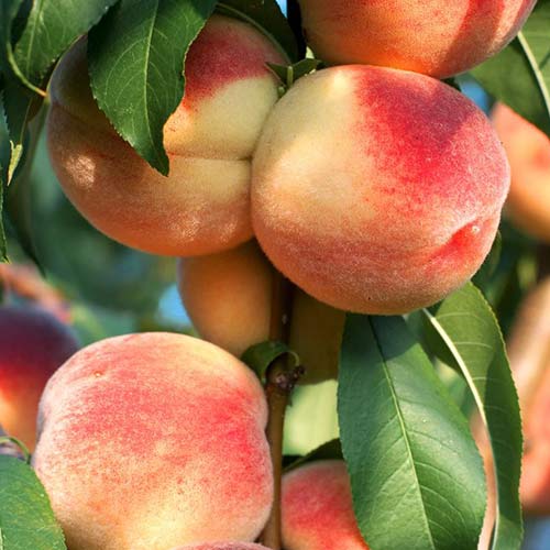 Brzoskwinia Pompadour interface.art zdjęcie 1 Brzoskwinia Pompadour interface.image 1 interface.art 6939