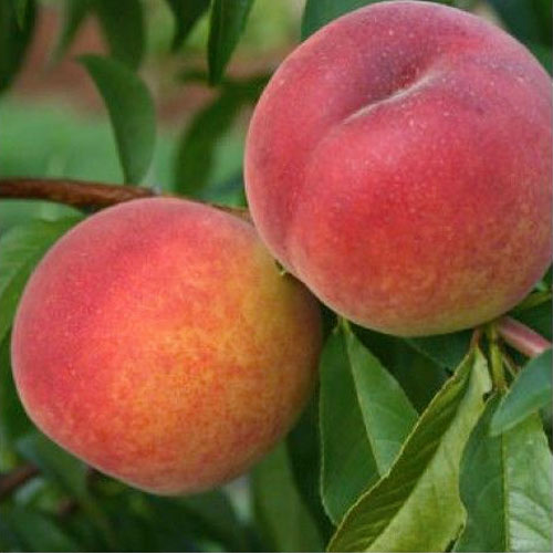 Brzoskwinia Redhaven interface.image 1 interface.art 8691