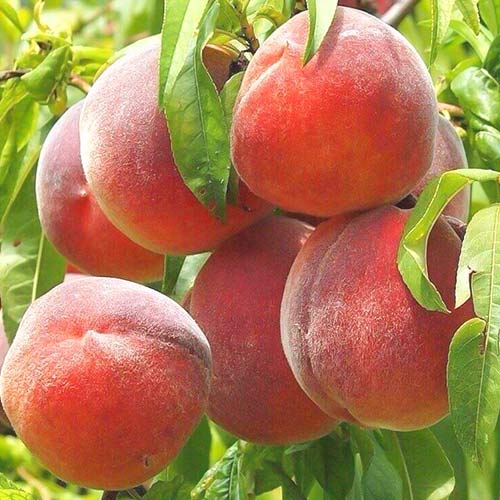 Brzoskwinia Royal Summer, С2 interface.image 1 interface.art 6940