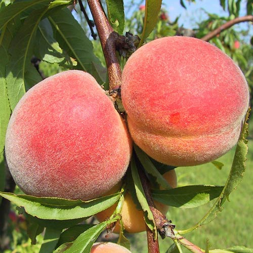 Brzoskwinia Royal Vee interface.image 1 interface.art 6916