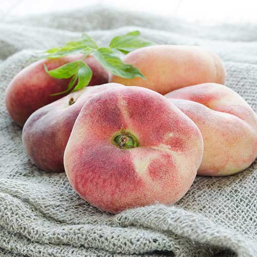 Brzoskwinia Saturn interface.image 1 interface.art 5672