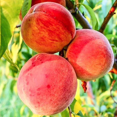 Brzoskwinia Velvet interface.image 2 interface.art 6917