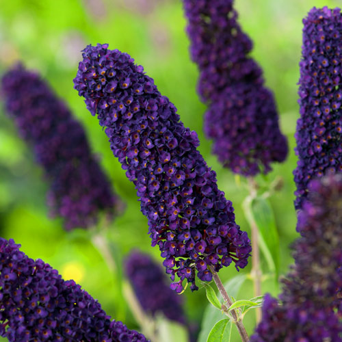 Budleja Black Knight interface.image 2 interface.art 2419