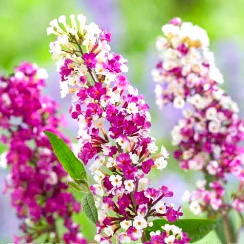 Budleja Dawida Berries Cream interface.image 1 interface.art 77802