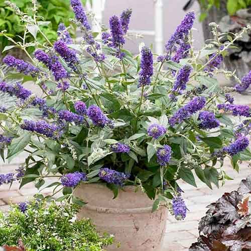 Budleja Dawida Blue Chip interface.image 1 interface.art 4715