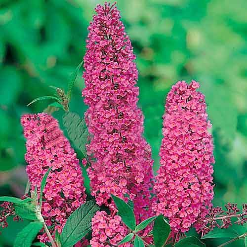 Budleja Dawida Ille De France interface.image 1 interface.art 9007