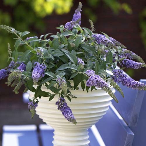 Budleja Lilac Chip PBR, С3 interface.image 1 interface.art 8513