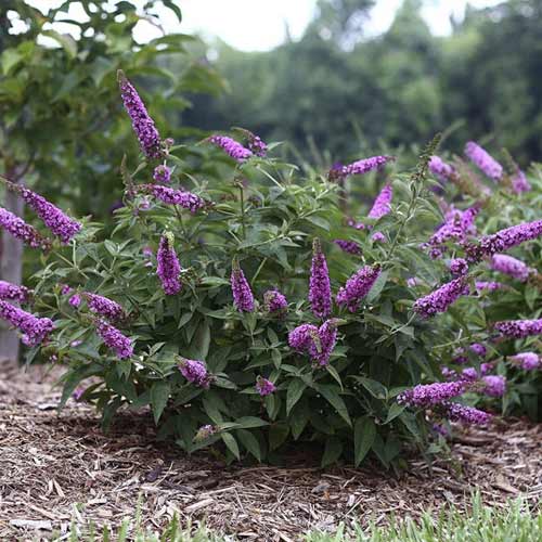 Budleja Pink Micro Chip PBR, С3 interface.image 1 interface.art 8516