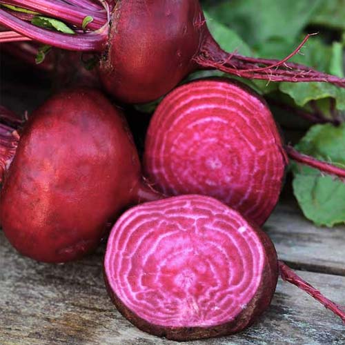 Burak ćwikłowy Egipski interface.art zdjęcie 1 Burak ćwikłowy Egipski interface.image 1 interface.art 66639