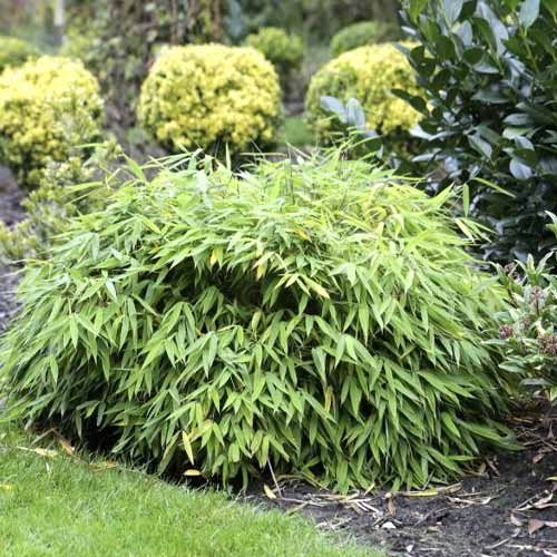 Bambus krzewiasty Elias PBR, С5 interface.image 1 interface.art 8533