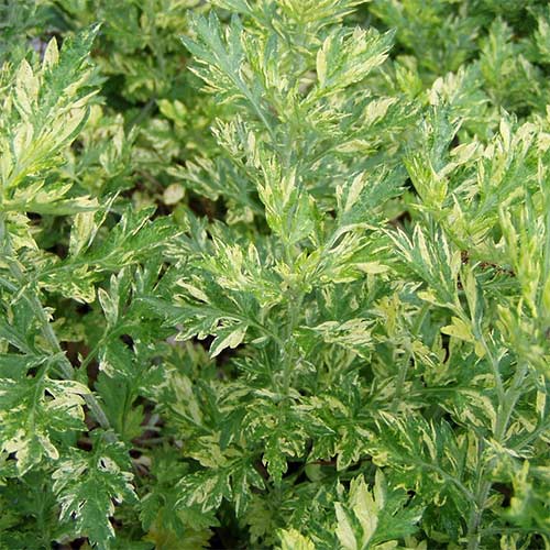 Bylica pospolita Aureovariegata interface.image 1 interface.art 01393