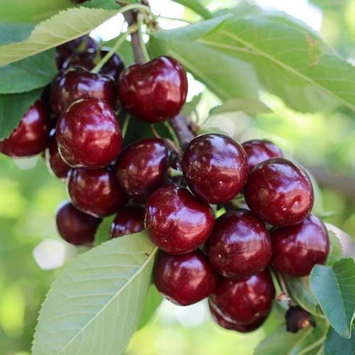 Czereśnia Royal Helen interface.image 1 interface.art 4870