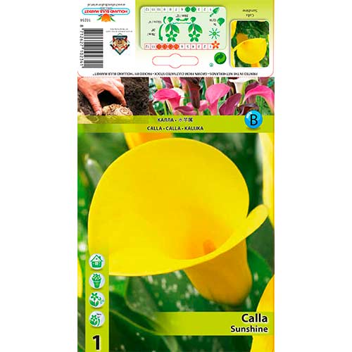 Calla (Cantedeskia) Sunshine interface.image 1 interface.art 76599