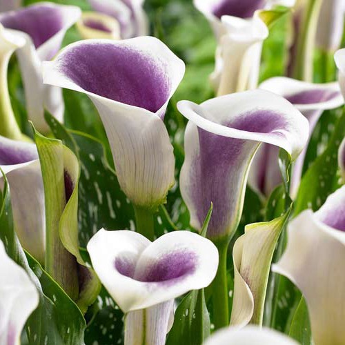 Calla  Picasso interface.image 1 interface.art 3235