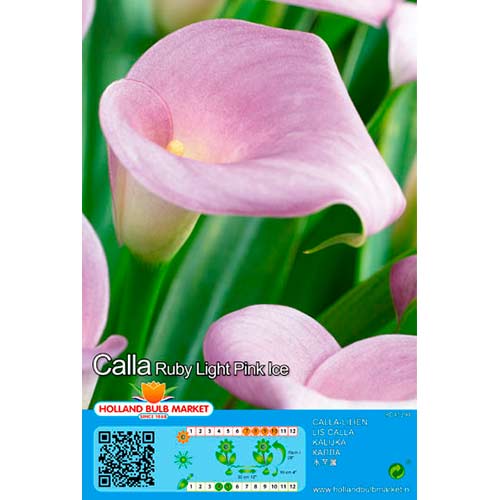 Calla Pink interface.image 1 interface.art 76397