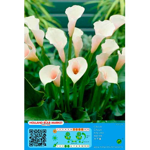 Calla White interface.image 1 interface.art 76399