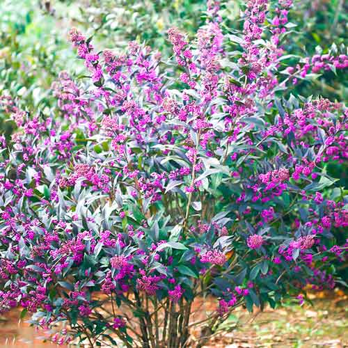 Callicarpa Pearl Glam interface.art zdjęcie 1 Callicarpa Pearl Glam interface.image 1 interface.art 5589